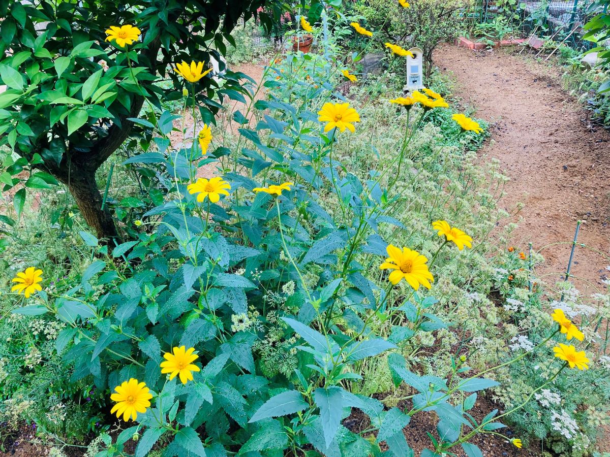 庭のキクイモの花のアイキャッチ画像