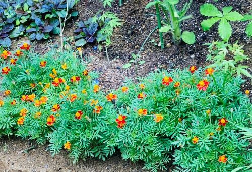 庭のマリーゴールドの花の画像