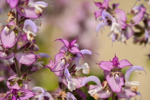 ナツメグの花の画像