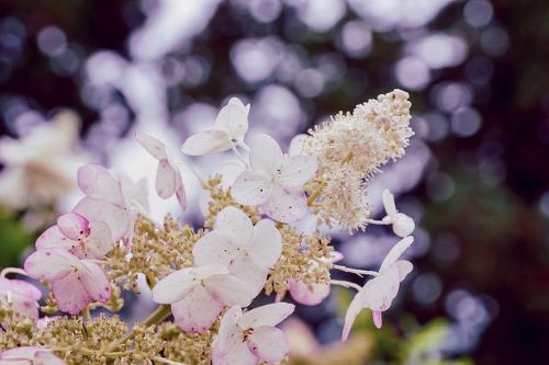 ノリウツギの淡いピンク色の花の画像