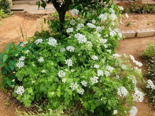 オルレアの花が咲いた画像