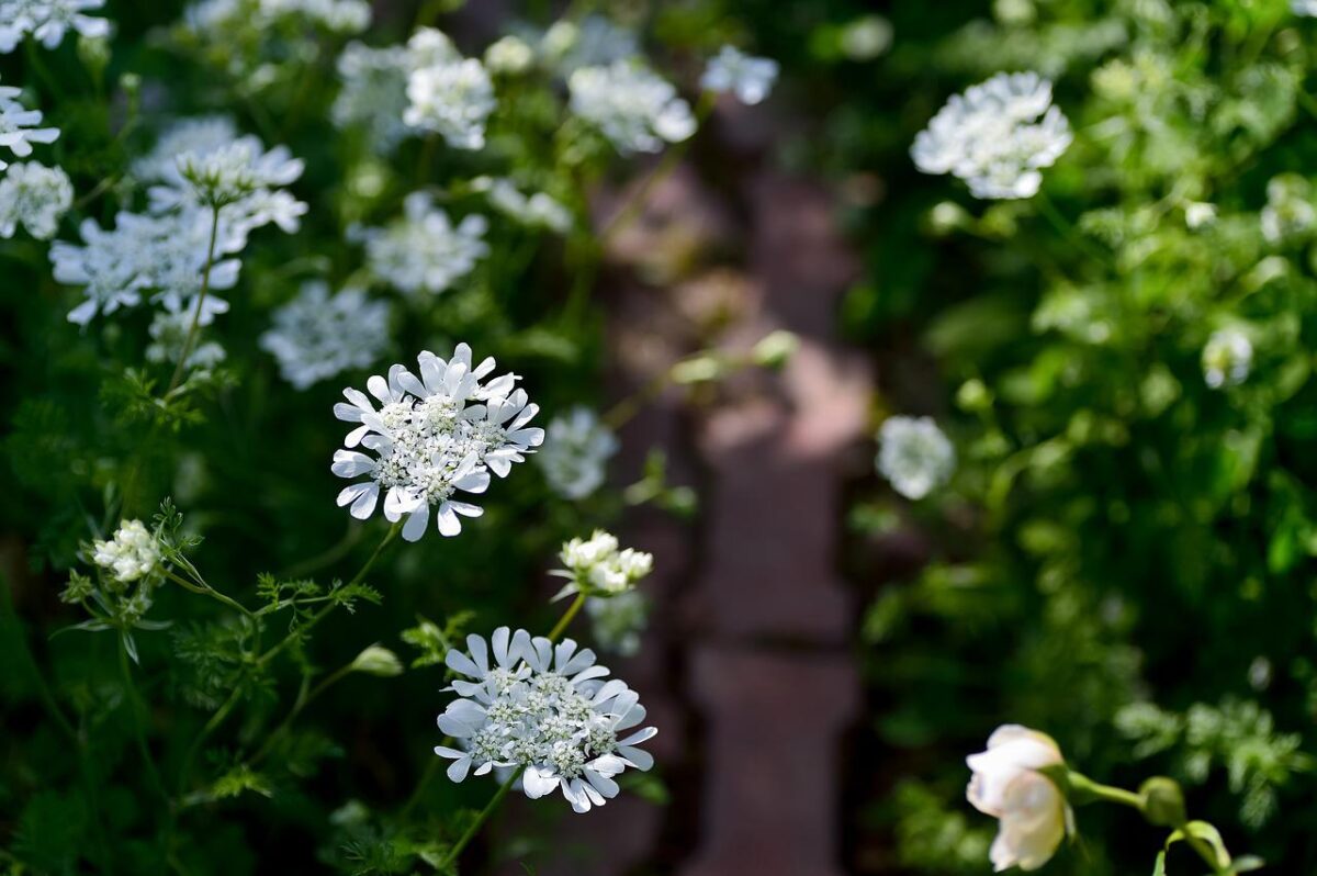 オルレアの花のアイキャッチ画像