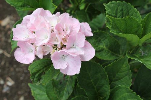 ピンクのアジサイの花の画像