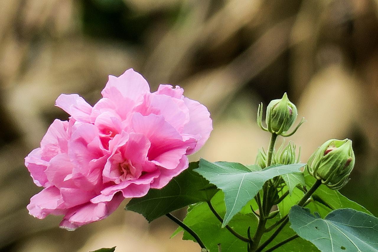 酔芙蓉の花のアイキャッチ画像