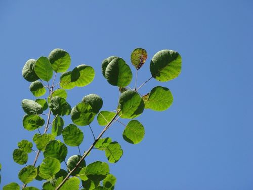 青空に緑色の葉っぱの画像