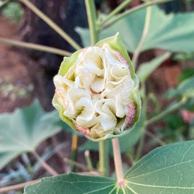 酔芙蓉の蕾の画像