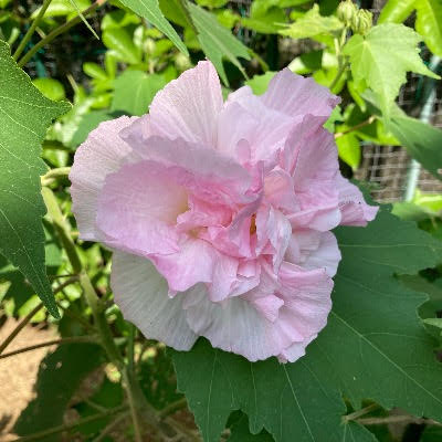 酔芙蓉の花のお昼ごろの画像