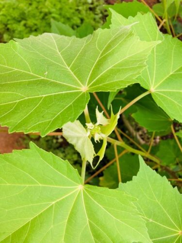 酔芙蓉の花芽の画像