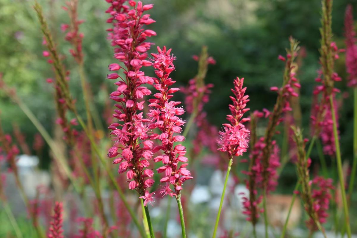 ツルドグダミの花のアイキャッチ画像