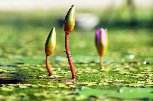 水百合の蕾の画像