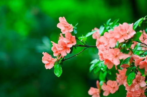 山つつじの花の画像