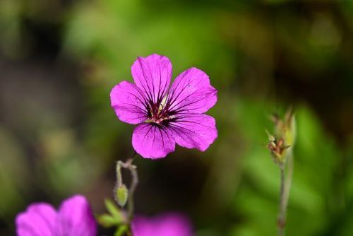 ゼラニウムのピンク色の花の画像