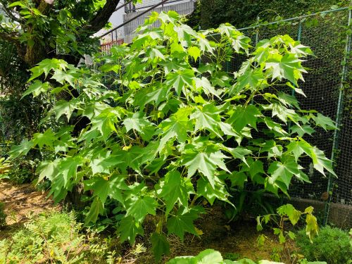 大きく育った酔芙蓉の木の画像