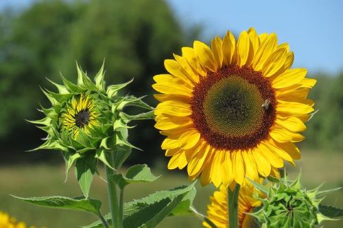 ひまわりの蕾と花の画像