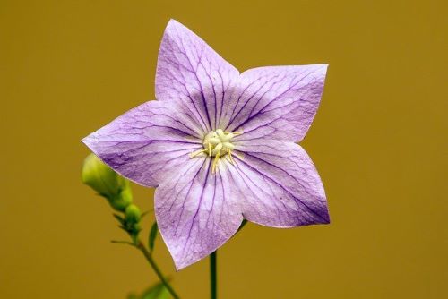 紫色の桔梗の花の画像