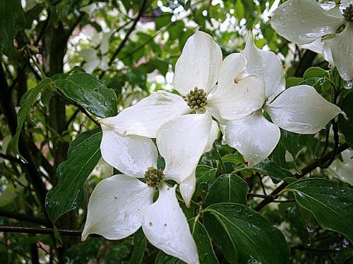 ヤマボウシの花の画像