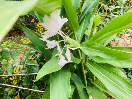 庭に咲いた一番花ジンジャーリリーの花の画像