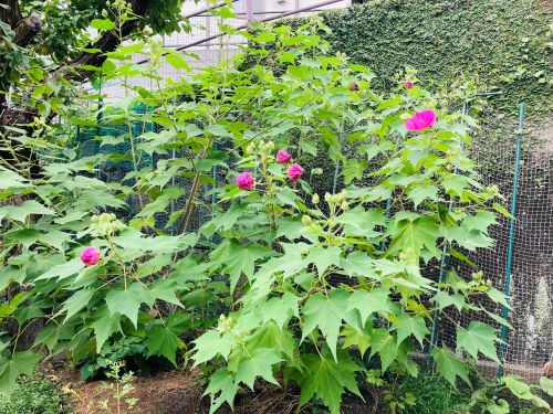 庭の酔芙蓉の花木の画像9月