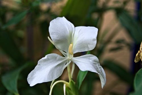 ジンジャーりりーの花の画像