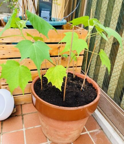 酔芙蓉の植え替え後の画像