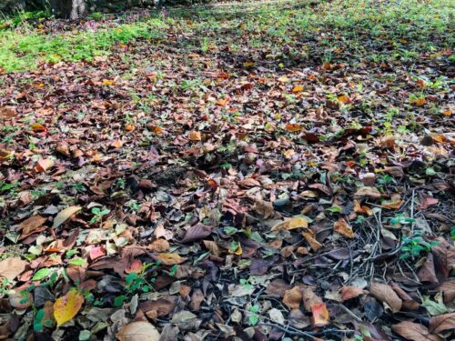 公園に落ちた落ち葉の画像