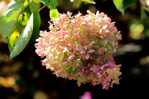 最初はピンクの花で後に白い花をつけるノリウツギの花の画像