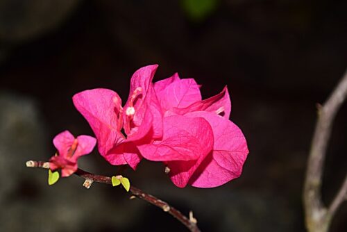 ブーゲンビリアの花びらの画像