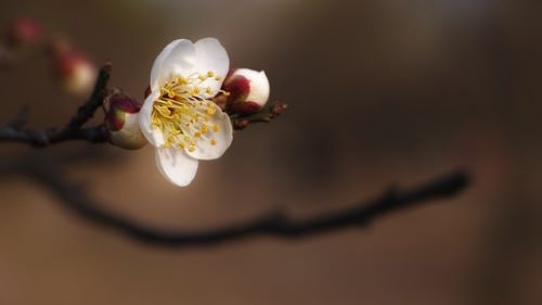 梅の花が一輪咲いた様子の画像