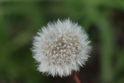 公園に咲いていたタンポポの綿毛の画像