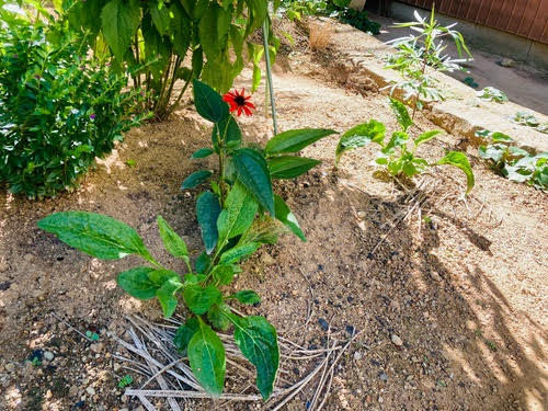 エキナセアの花と苗の画像