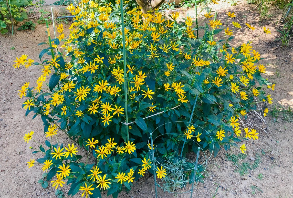 庭のキクイモの花のアイキャッチ画像